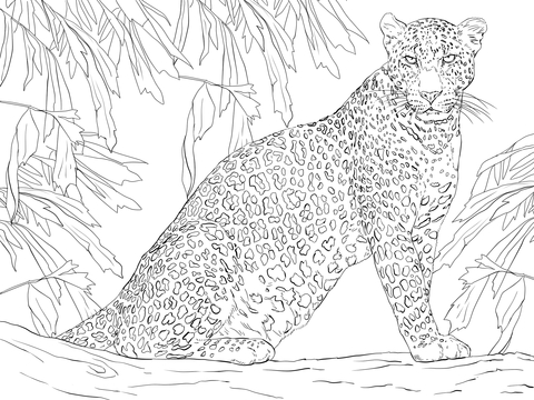 Leopard Sitting In Jungle Coloring Page 480x360 Leopard Sitting In Jungle Coloring Page