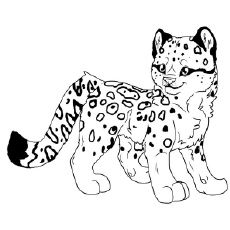 Snow Leopard Coloring Pages For Kids And Adults Snow Leopard 230x230 Snow Leopard Coloring Pages For Kids And Adults Snow Leopard