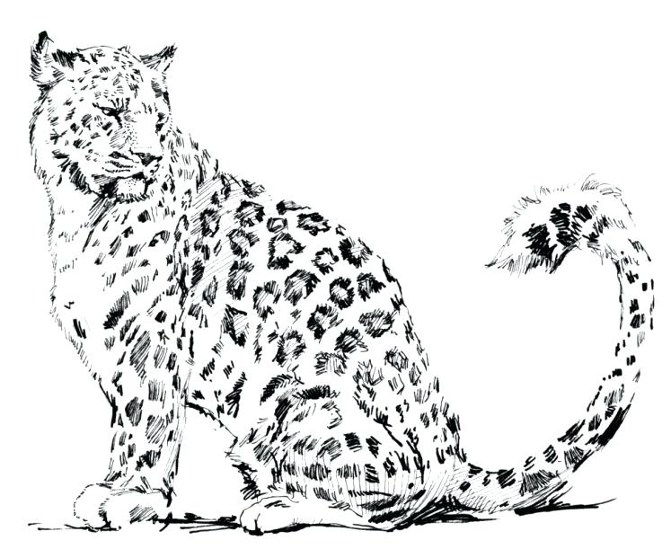 Snow Leopard Color Coloring Page Leopard Animals Printable 747x621 Snow Leopard Color Coloring Page Leopard Animals Printable