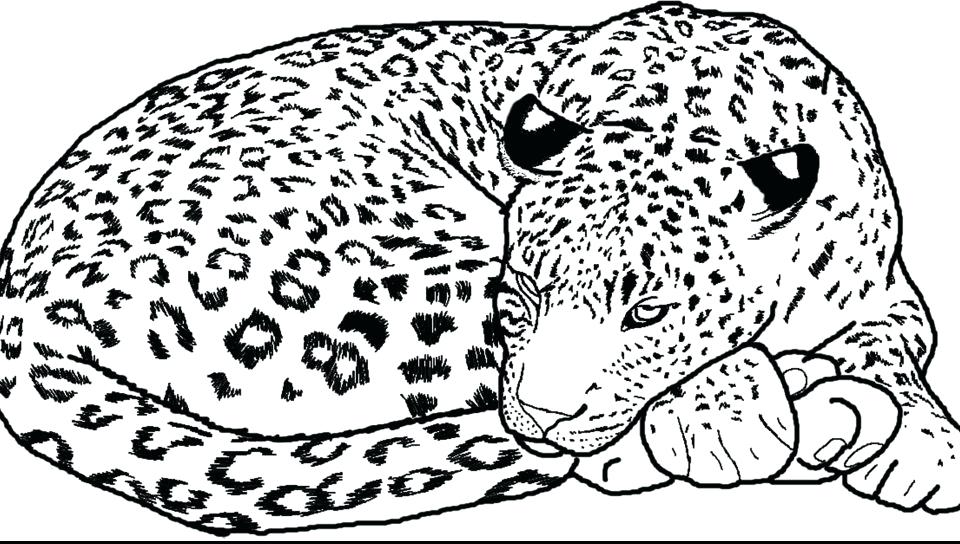 Snow Leopard Coloring Pages Leopard Coloring Page Free Printable 960x544 Snow Leopard Coloring Pages Leopard Coloring Page Free Printable
