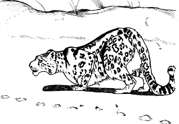 Snow Leopard Sneaking Coloring Pages Batch Coloring 600x417 Snow Leopard Sneaking Coloring Pages Batch Coloring