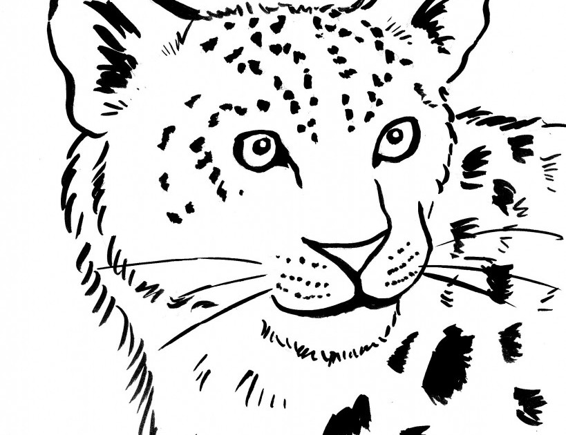Snow Leopard Clipart Colouring Page 819x630 Snow Leopard Clipart Colouring Page
