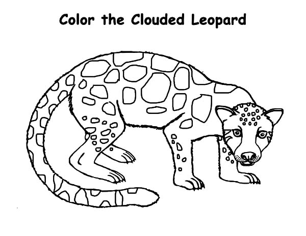 The Clouded Leopard Coloring Pages Batch Coloring 600x464 The Clouded Leopard Coloring Pages Batch Coloring
