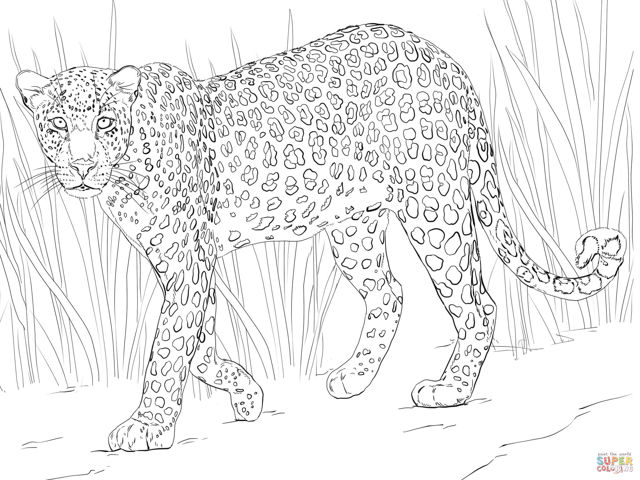Unique Leopard Page To Color Collection Printable Coloring Sheet 2048x1536 Unique Leopard Page To Color Collection Printable Coloring Sheet