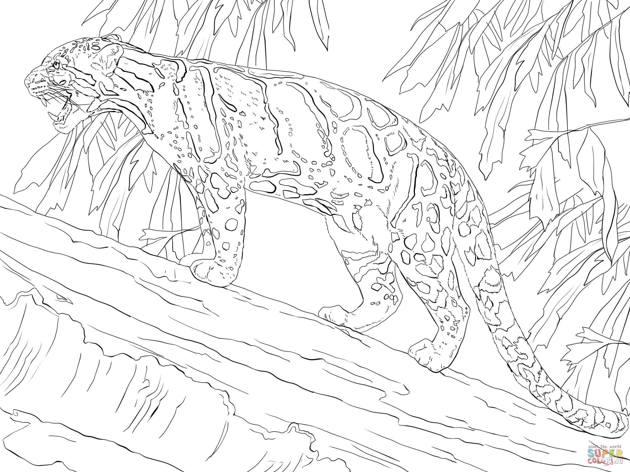 Clouded Leopard Standing On Tree Super Coloring Big Cats 2048x1536 Clouded Leopard Standing On Tree Super Coloring Big Cats
