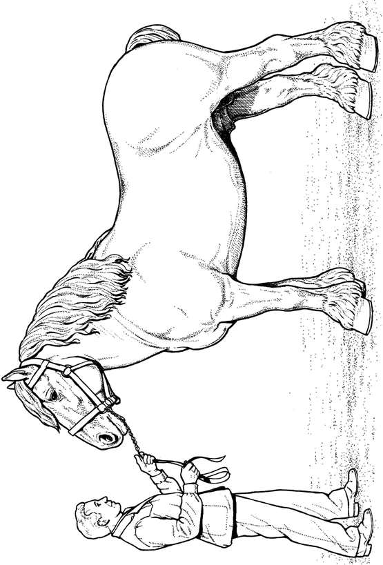 Clydesdale Horse Kleurplaat Patterns Horses 555x819 Clydesdale Horse Kleurplaat Patterns Horses
