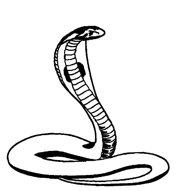 King Cobra Clipart Coloring Page Many Interesting Cliparts 600x643 King Cobra Clipart Coloring Page Many Interesting Cliparts