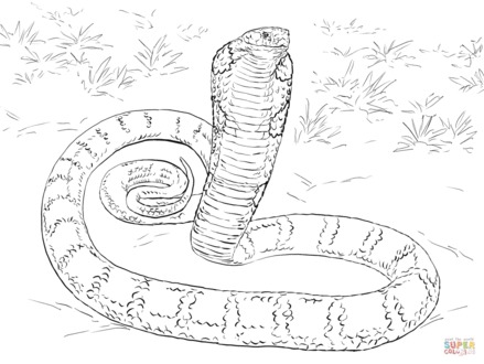 Realistic King Cobra Coloring Page Free Printable, King Cobra 439x330 Realistic King Cobra Coloring Page Free Printable, King Cobra