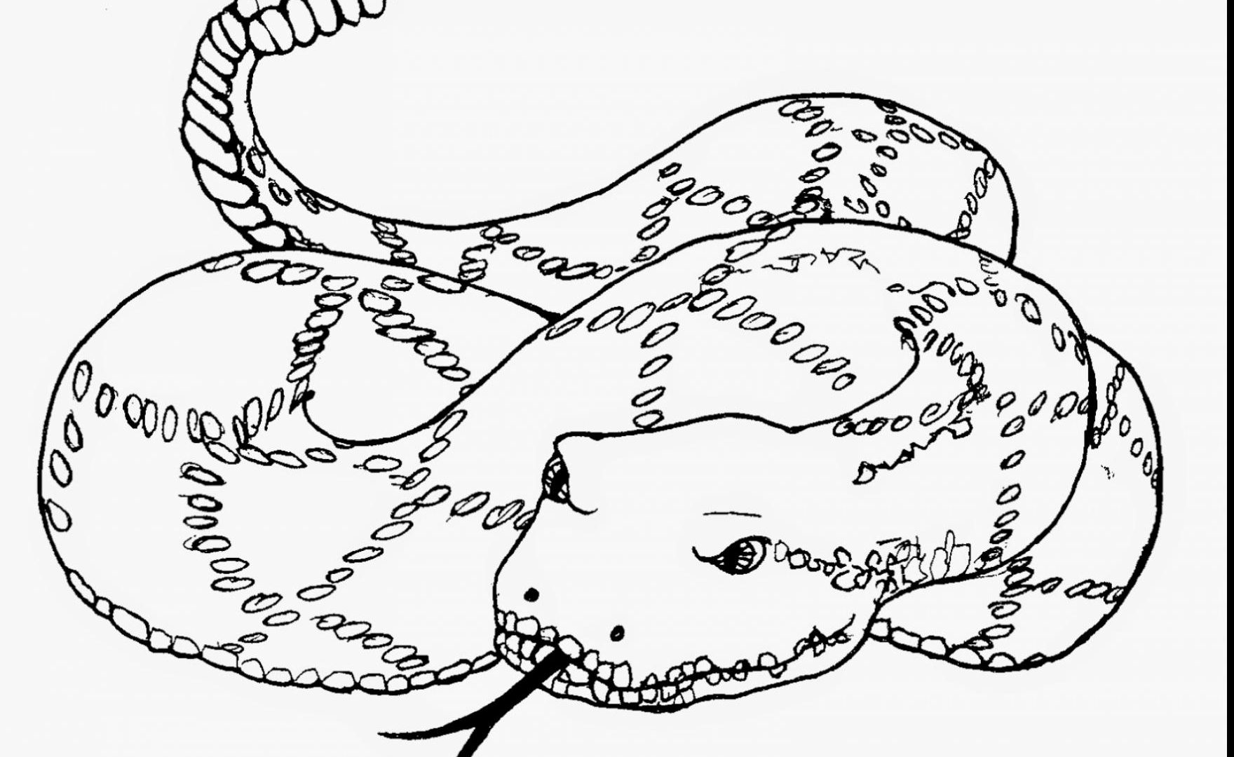 Reptiles Snakes Eastern Diamondback Rattlesnake Coloring Pages 1760x1080 Reptiles Snakes Eastern Diamondback Rattlesnake Coloring Pages