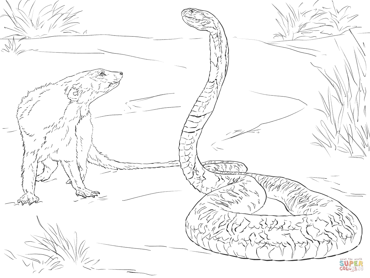 Spitting Cobra Coloring Pages Free Coloring For Kids 2018 1200x900 Spitting Cobra Coloring Pages Free Coloring For Kids 2018