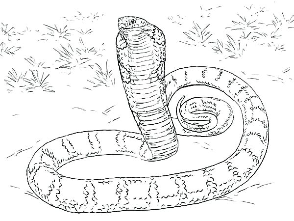 Black Mamba Coloring Pages King Cobra Coloring Pages Coloring 600x450 Black Mamba Coloring Pages King Cobra Coloring Pages Coloring