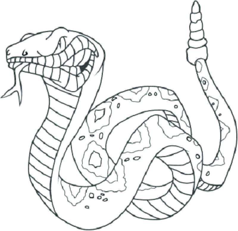 King Cobra Colouring Pages 800x776 King Cobra Colouring Pages