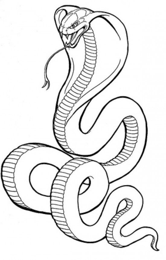 Cobra Snake Coloring Pages Picture 5 550x858 Picture Tattoos I 550x858 Cobra Snake Coloring Pages Picture 5 550x858 Picture Tattoos I