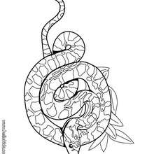Cobra Snake Coloring Pages 220x220 Cobra Snake Coloring Pages