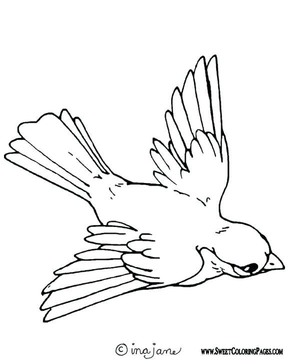 576x720 Cockatiel Coloring Pages Bird Coloring Pages Cockatiel Colouring