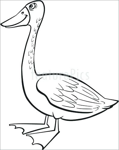 397x500 Cockatiel Coloring Pages Cockatiel Coloring Pages Best Coloring