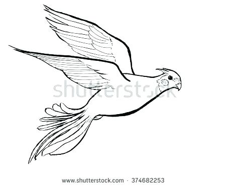 450x370 Coloring Pages For Teens Fresh Cockatiel Online Robin Bird Page