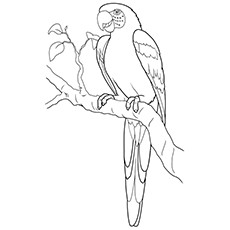 230x230 25 Cute Parrot Coloring Pages Your Toddler Will Love To Color