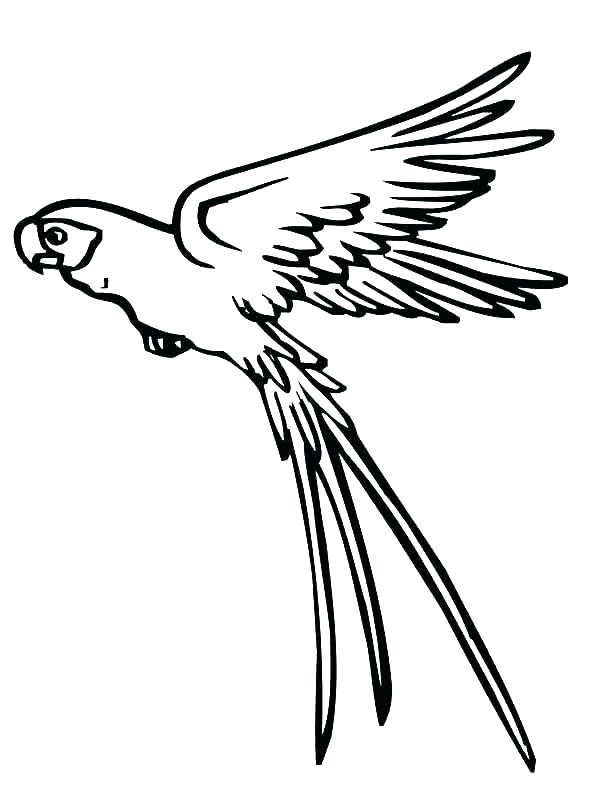 600x800 Parrot Coloring Page Parrot Coloring Pages Parrot Coloring Pages