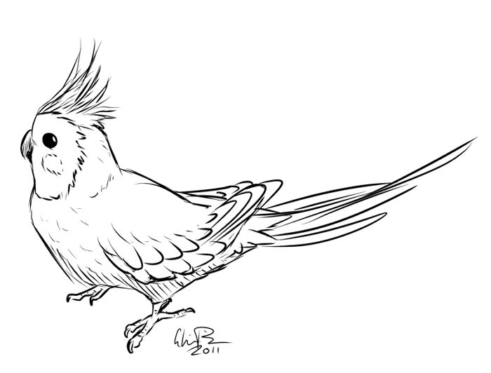 700x532 Cockatiel Coloring Page Cockatiel Gloria Pike Putni Bird