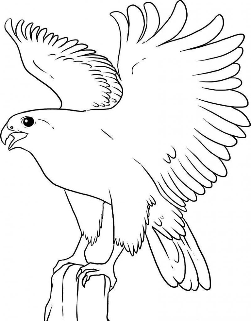 800x1024 Cockatiel Coloring Pages