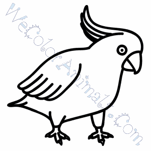 Cockatoo Coloring Pages 300x300 Cockatoo Coloring Pages