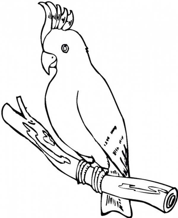 Cockatoo Parrot Coloring Page 600x736 Cockatoo Parrot Coloring Page