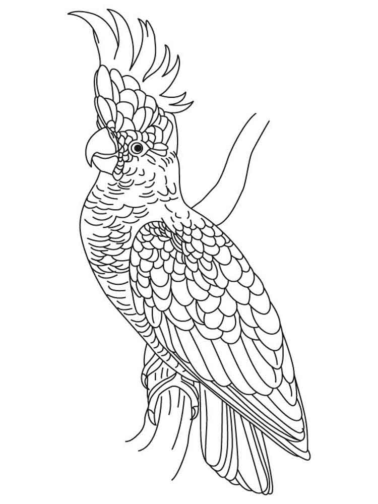 Cockatoo Coloring Pages. Download And Print Cockatoo Coloring Pages 750x1000 Cockatoo Coloring Pages. Download And Print Cockatoo Coloring Pages