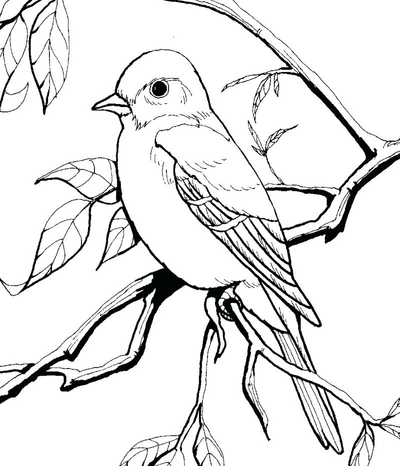 Coloring Page Of A Bird Cockatoo Colouring Page Coloring Pages 800x932 Coloring Page Of A Bird Cockatoo Colouring Page Coloring Pages