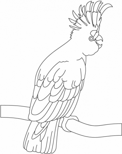 A Beautiful Cockatoo Coloring Page Best Coloring Pages 420x529 A Beautiful Cockatoo Coloring Page Best Coloring Pages