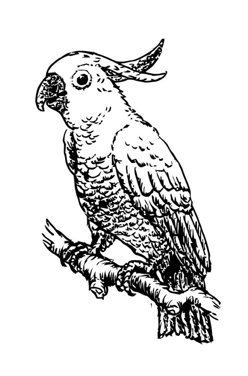 Coloring Page Cockatoo 495x750 Coloring Page Cockatoo