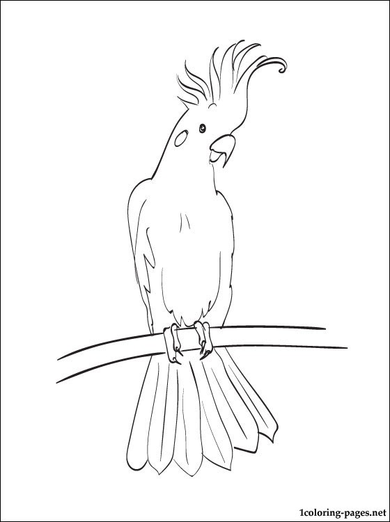 Coloring Page Cockatoo Coloring Pages 560x750 Coloring Page Cockatoo Coloring Pages