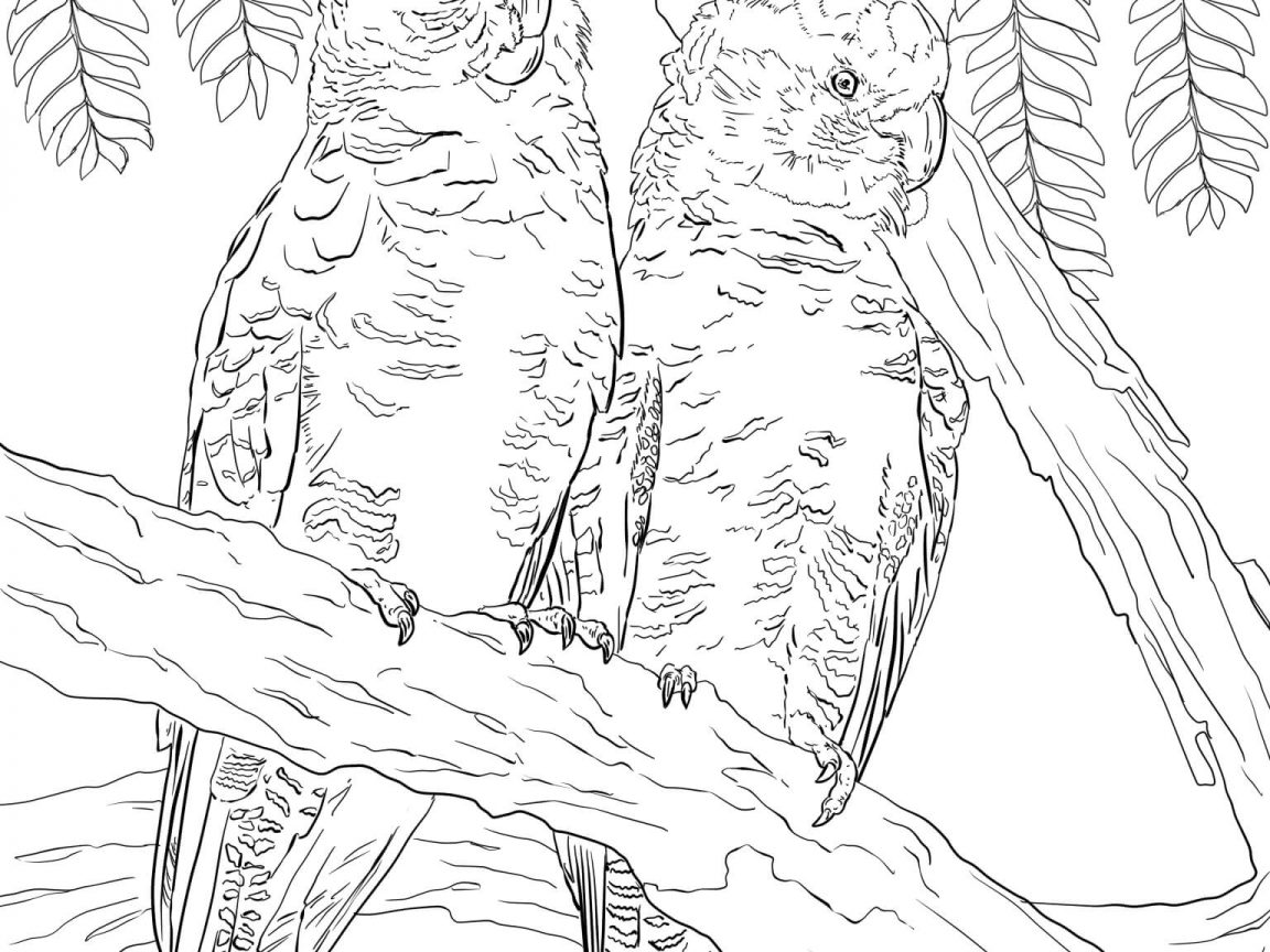 Exotic Tropical Zentangle Cockatoo Parrot For Adult Printable 1152x864 Exotic Tropical Zentangle Cockatoo Parrot For Adult Printable