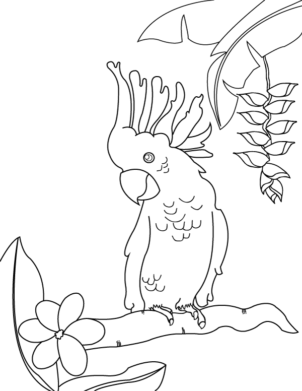 Free Printable Cockatoo Coloring Page. Download It From Https 600x776 Free Printable Cockatoo Coloring Page. Download It From Https