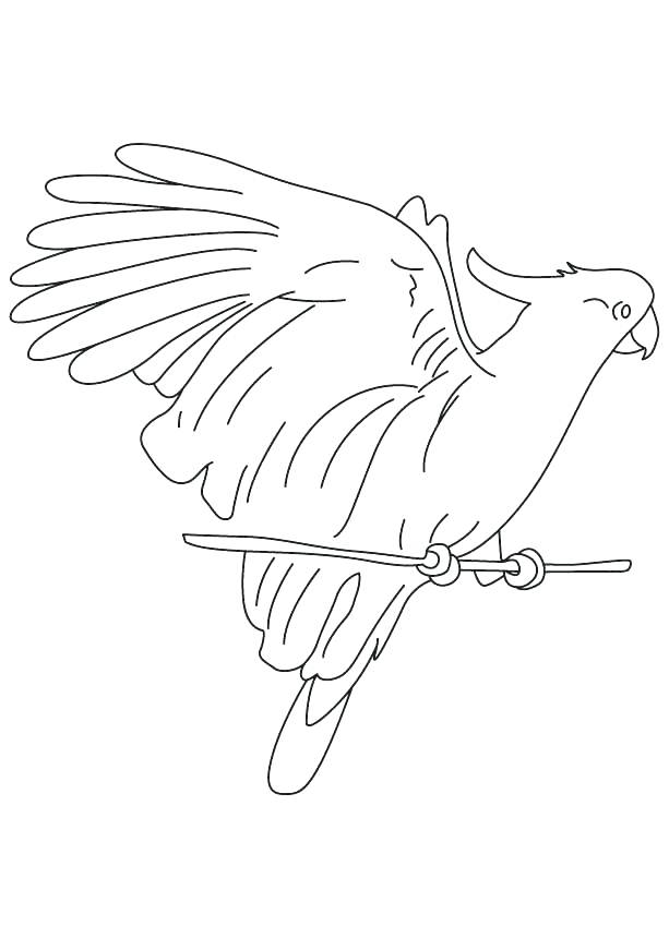 Macaw Coloring Pages Macaw Coloring Page Tubers Eating Cockatoo 613x860 Macaw Coloring Pages Macaw Coloring Page Tubers Eating Cockatoo