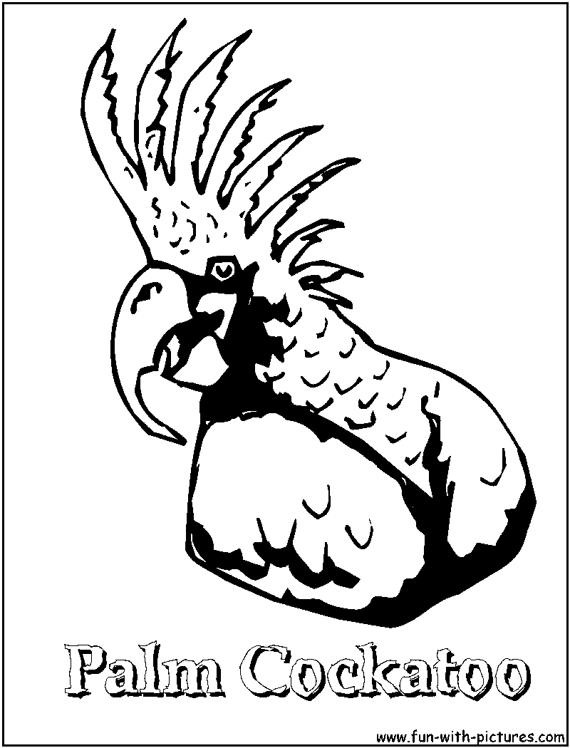 Parrots Coloring Pages 800x1050 Parrots Coloring Pages