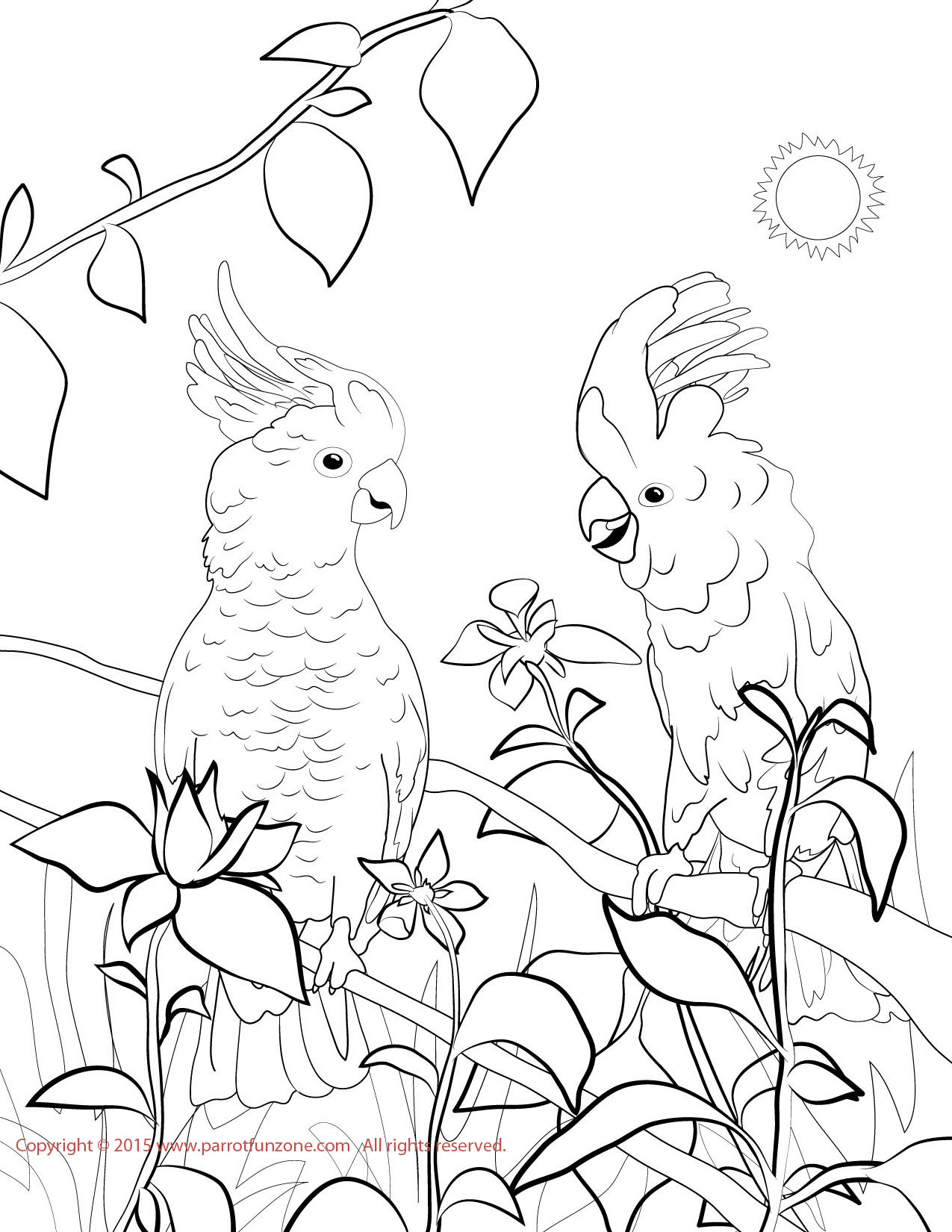 Cockatoo Coloring Page 1275x1650 Cockatoo Coloring Page