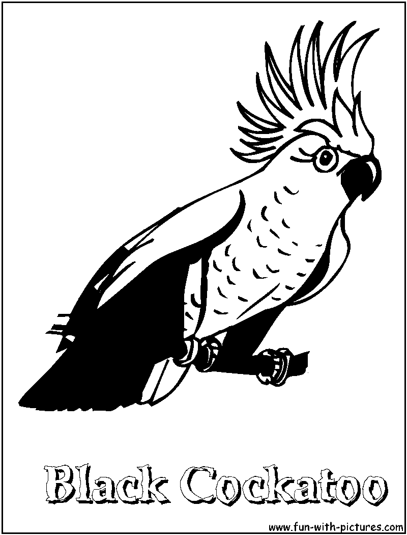 Cockatoo Coloring Page 800x1050 Cockatoo Coloring Page