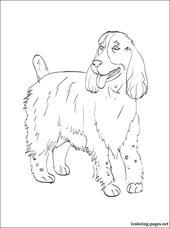 English Springer Spaniel Coloring Pages 560x750 English Springer Spaniel Coloring Pages