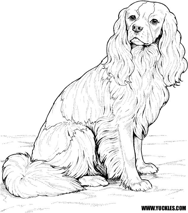 Cavalier King Charles Spaniel Coloring Page Art 634x719 Cavalier King Charles Spaniel Coloring Page Art