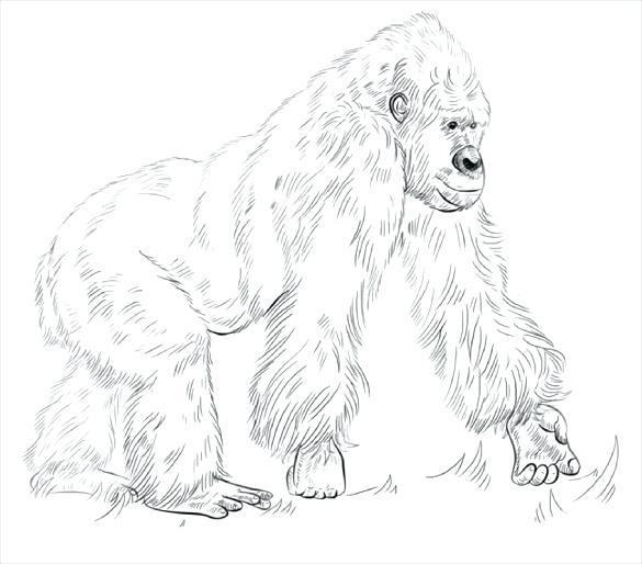Cocker Spaniel Coloring Pages Gorilla Coloring Page Free Download 585x514 Cocker Spaniel Coloring Pages Gorilla Coloring Page Free Download