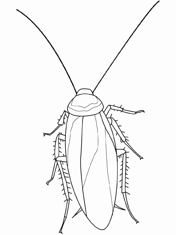Mosquito Coloring Page Cockroach Coloring Pages Cockroach Insect 600x800 Mosquito Coloring Page Cockroach Coloring Pages Cockroach Insect
