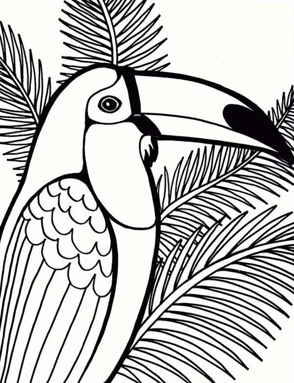 600x781 Parrot On Coconut Tree Coloring Page Drawing