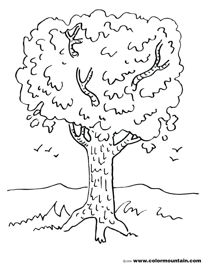 Palm Tree Coloring Pages Tree Symbols Colouring Pages Coconut Palm 728x928 Palm Tree Coloring Pages Tree Symbols Colouring Pages Coconut Palm