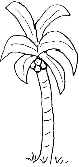 Palm Tree Templates Palm Tree Templates Tree Coloring Pages 333x702 Palm Tree Templates Palm Tree Templates Tree Coloring Pages