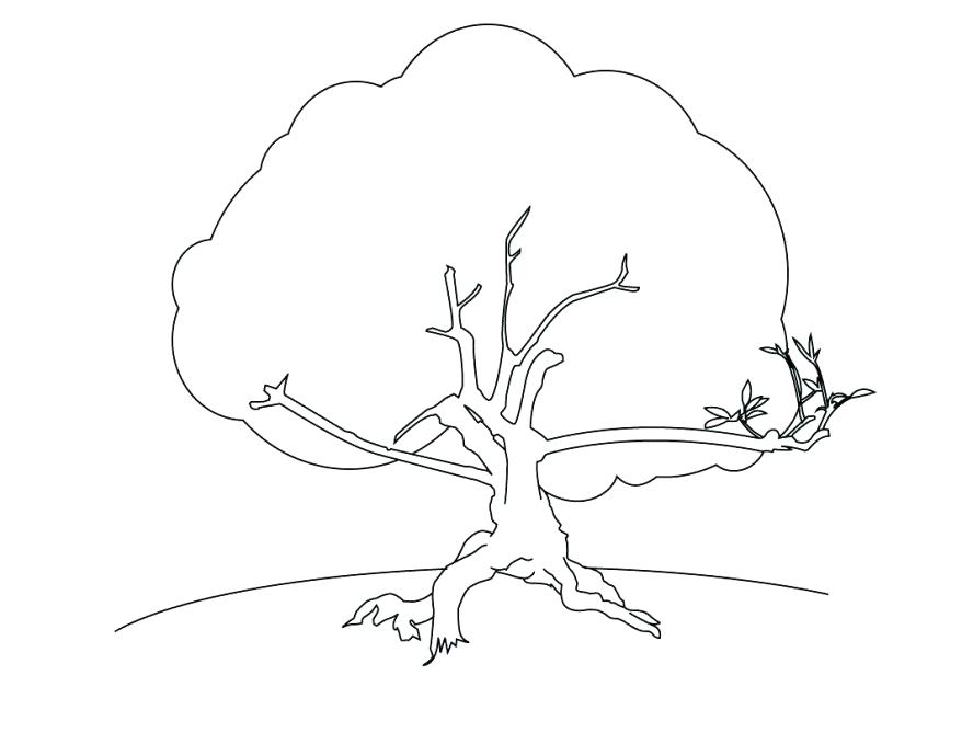 Coconut Tree Coloring Page Coloring Free Tree For Coloring 878x679 Coconut Tree Coloring Page Coloring Free Tree For Coloring