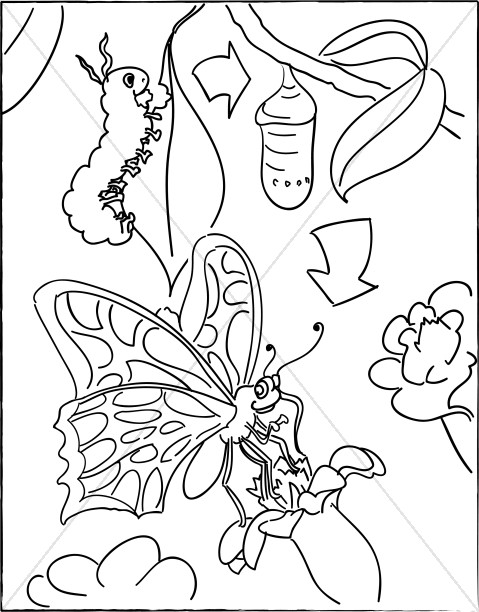 479x612 Caterpillar With Cocoon And Butterfly Childrens Church Clipart