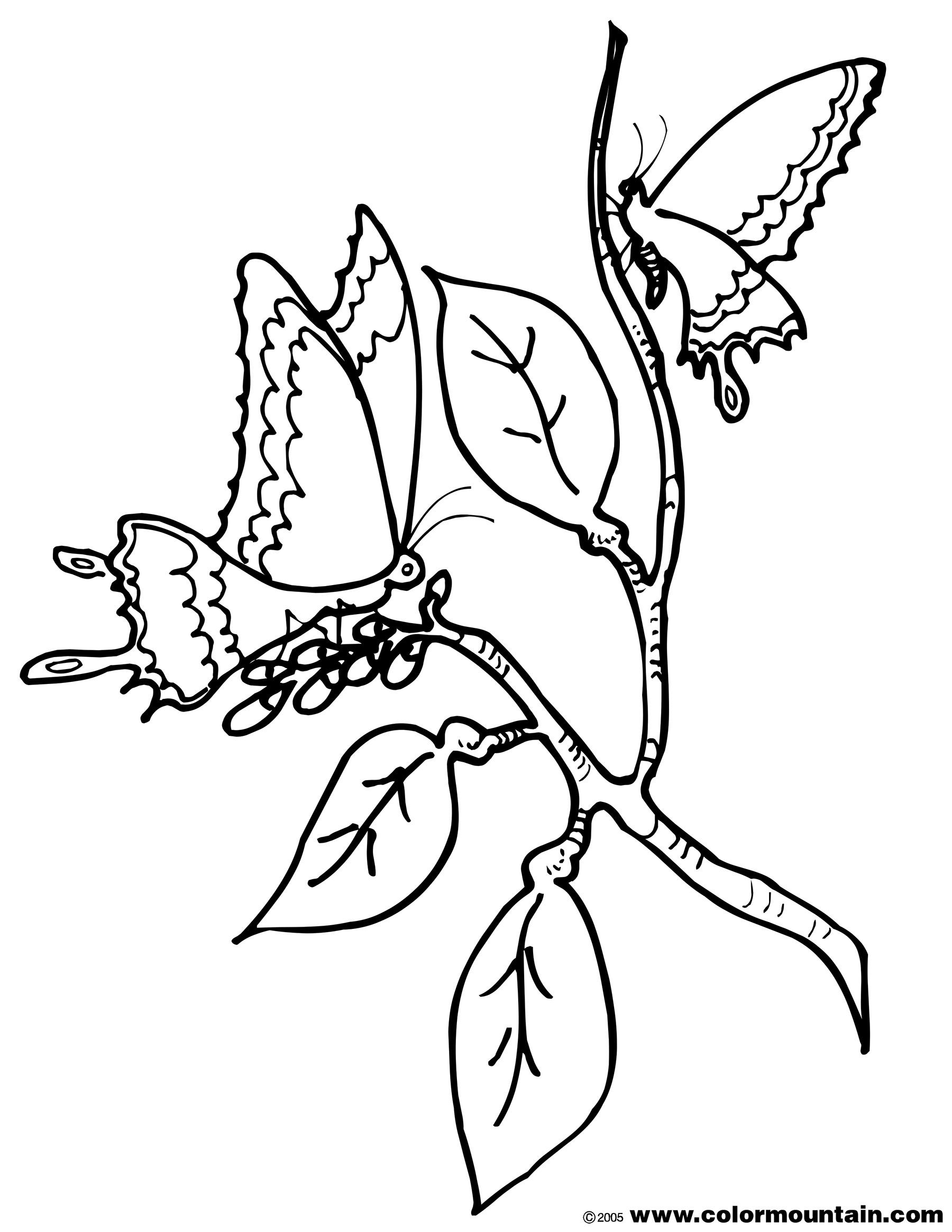 1800x2329 Cocoon Printable Coloring Page