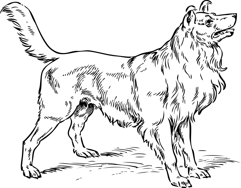 Collie Dog Coloring Page Dog Coloring Pages Org 800x624 Collie Dog Coloring Page Dog Coloring Pages Org