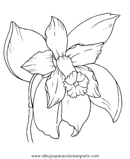 450x550 Naturalezafloresorquidea Orquideas 1.jpg Tatto Sketch